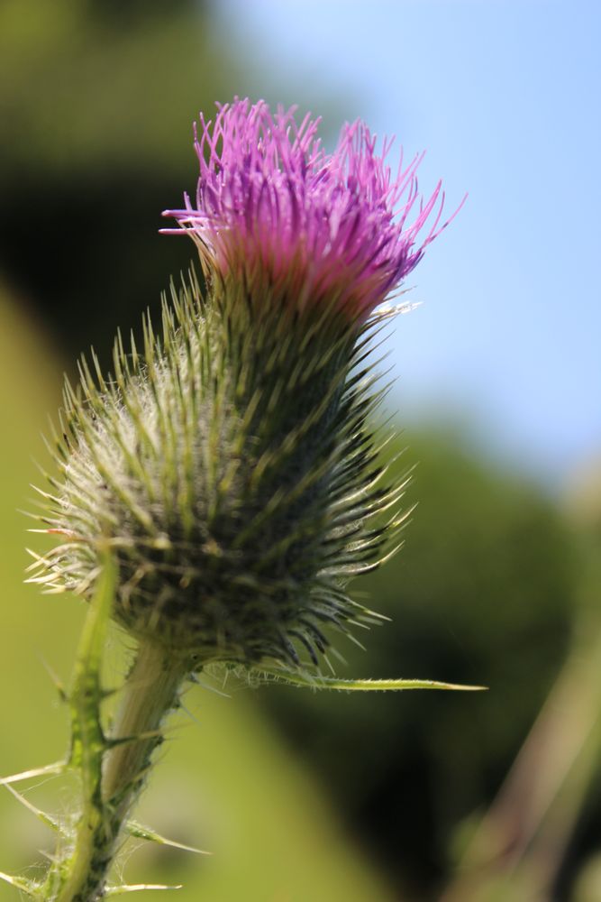 Kratzdistel blick