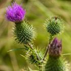 Kratzdistel (Cirsium)