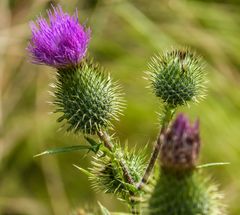 Kratzdistel (Cirsium)