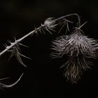 Kratzdistel (Cirsium)