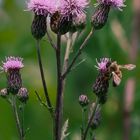 Kratzdistel (Cirsium spec.)