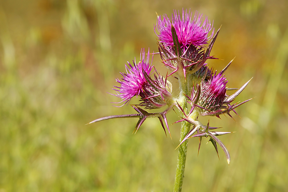 Kratzdistel