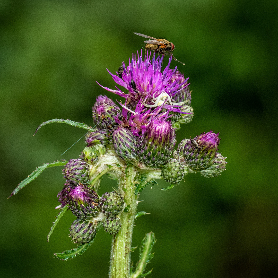 Kratzdistel