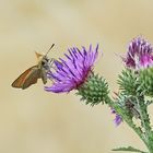 Kratzdistel hat Besuch