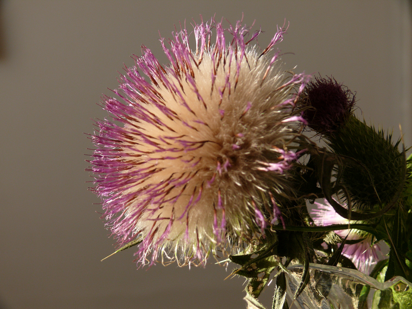 Kratzdistel im Fruchtzustand