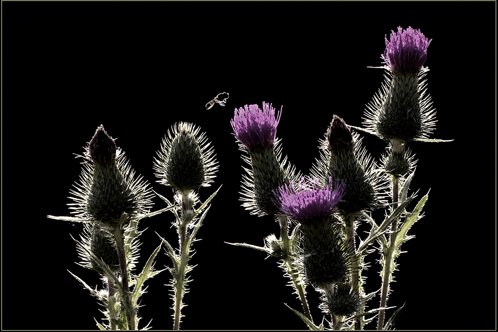 Kratzdistel im Gegenlicht