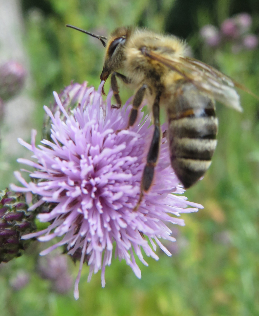 Kratzdistel mit Biene