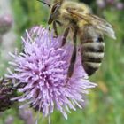 Kratzdistel mit Biene