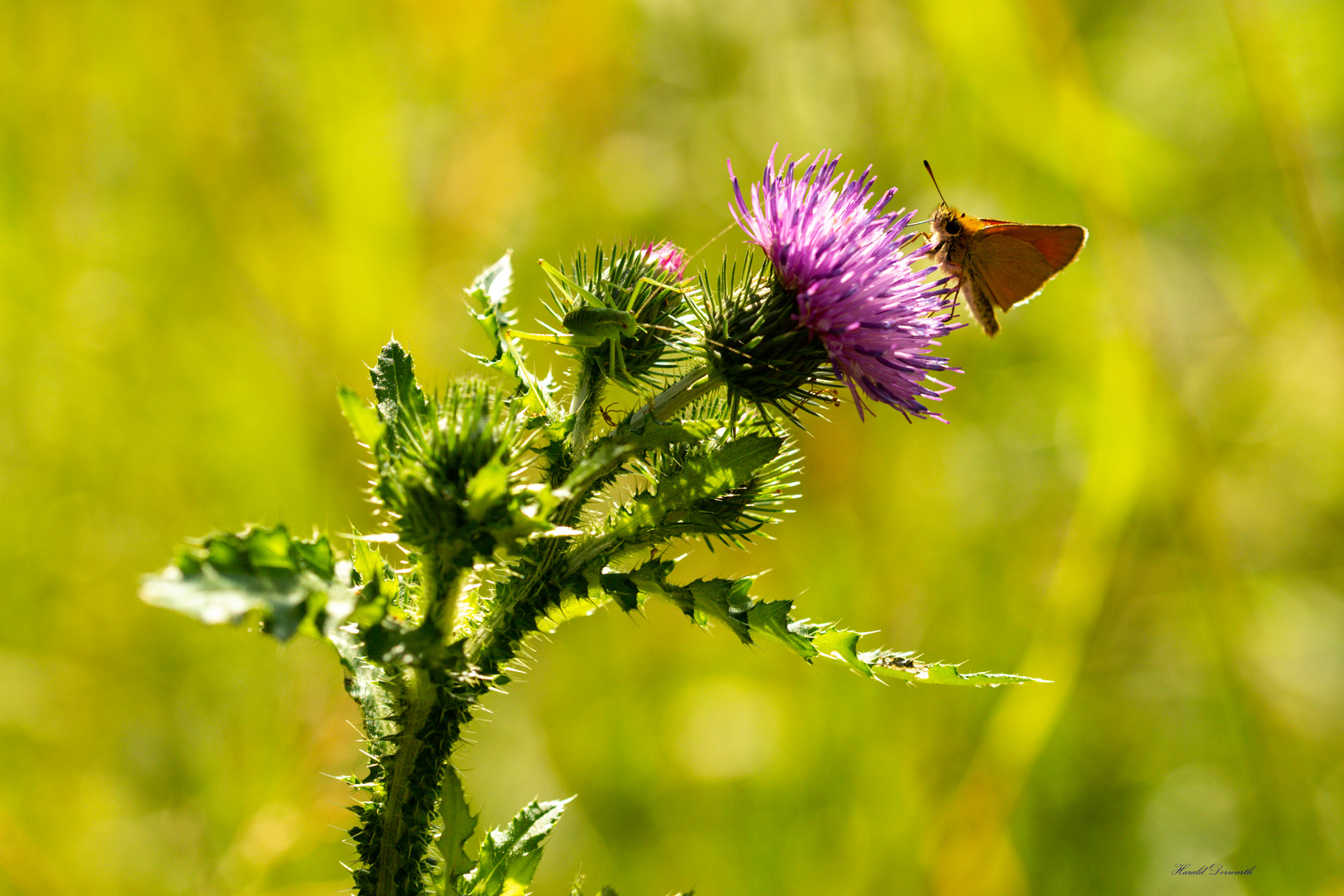 Kratzdistel mit Dickkopffalter