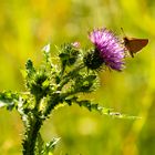 Kratzdistel mit Dickkopffalter