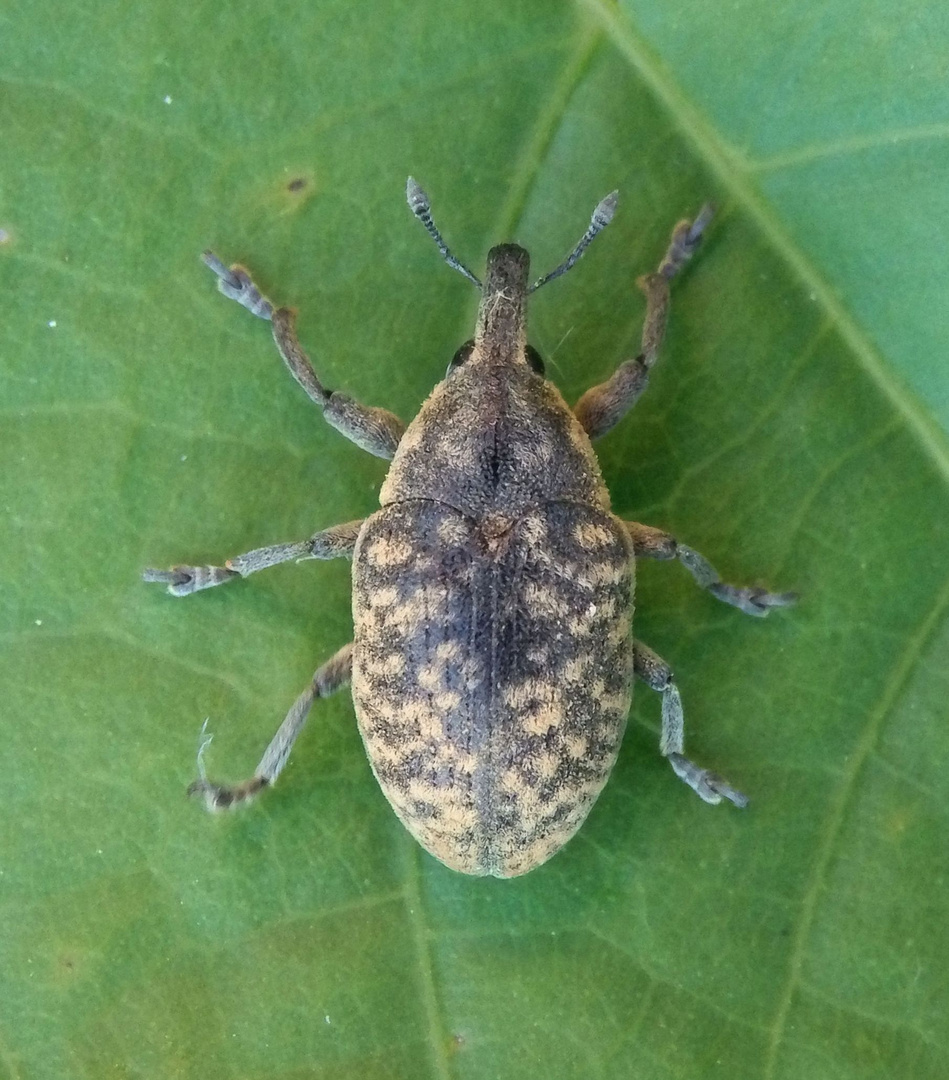 Kratzdistel-Rüssler (Larinus turbinatus)