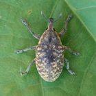 Kratzdistel-Rüssler (Larinus turbinatus)