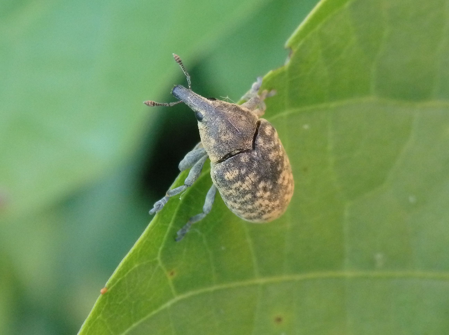 Kratzdistel-Rüssler (Larinus turbinatus)