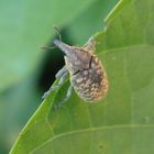 Kratzdistel-Rüssler (Larinus turbinatus)