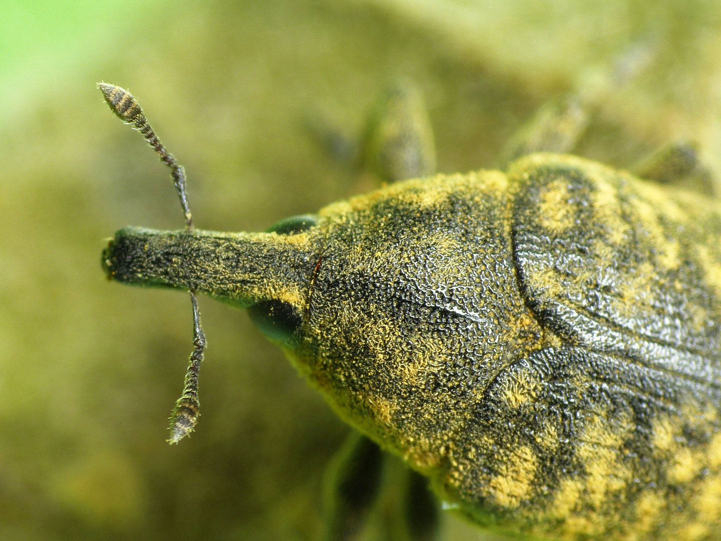 Kratzdistel-Rüssler (Larinus turbinatus)