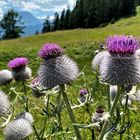 Kratzdistel zum Blümchentag