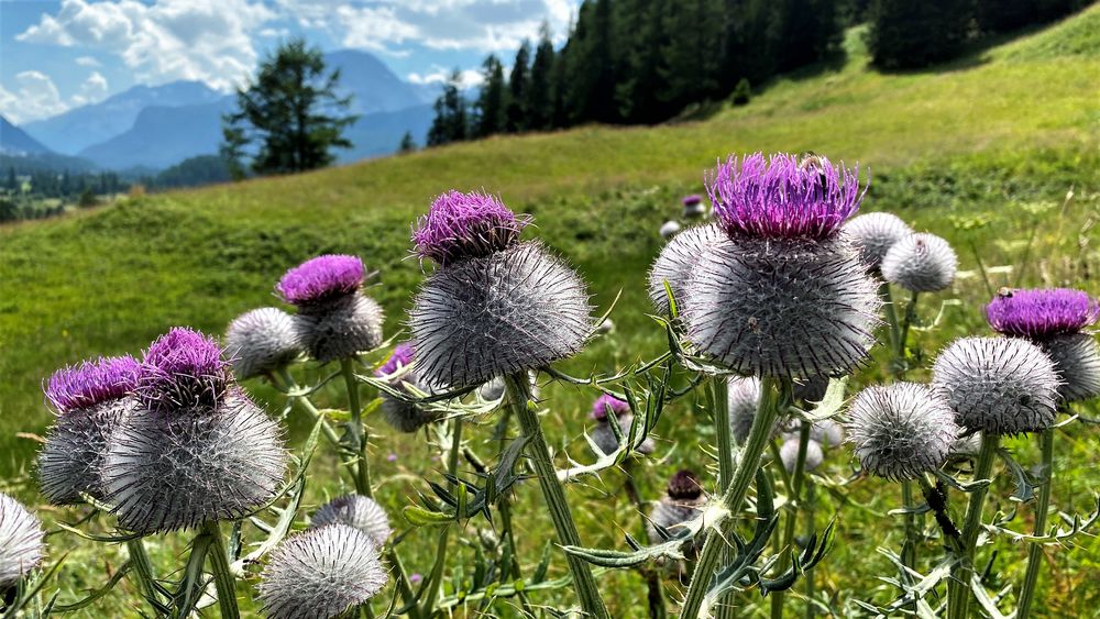 Kratzdistel zum Blümchentag