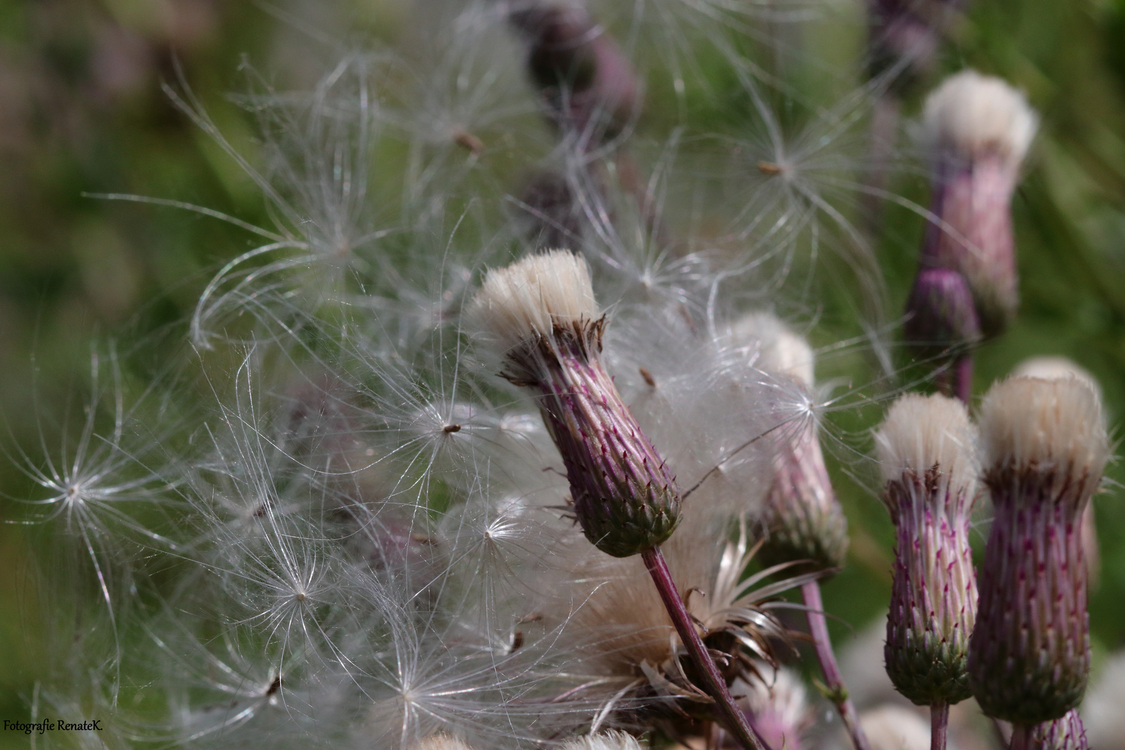 Kratzdistelart - Cirsium spec.: Gute Reise