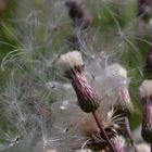 Kratzdistelart - Cirsium spec.: Gute Reise