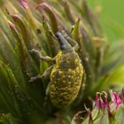 Kratzdistelrüssler (Larinus turbinatus)