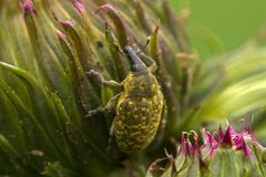 Kratzdistelrüssler (Larinus turbinatus)