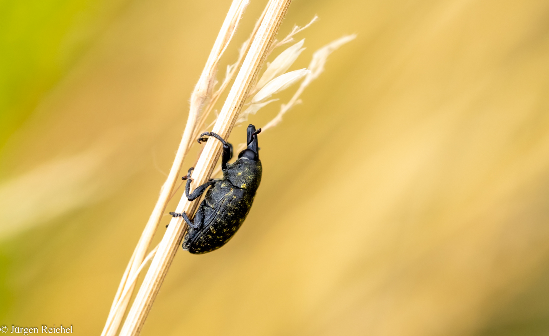 Kratzdistelrüssler ( Larinus turbinatus ) 