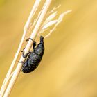 Kratzdistelrüssler ( Larinus turbinatus ) 