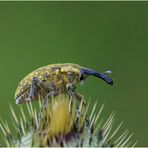 Kratzdistelrüssler (Larinus turbinatus).