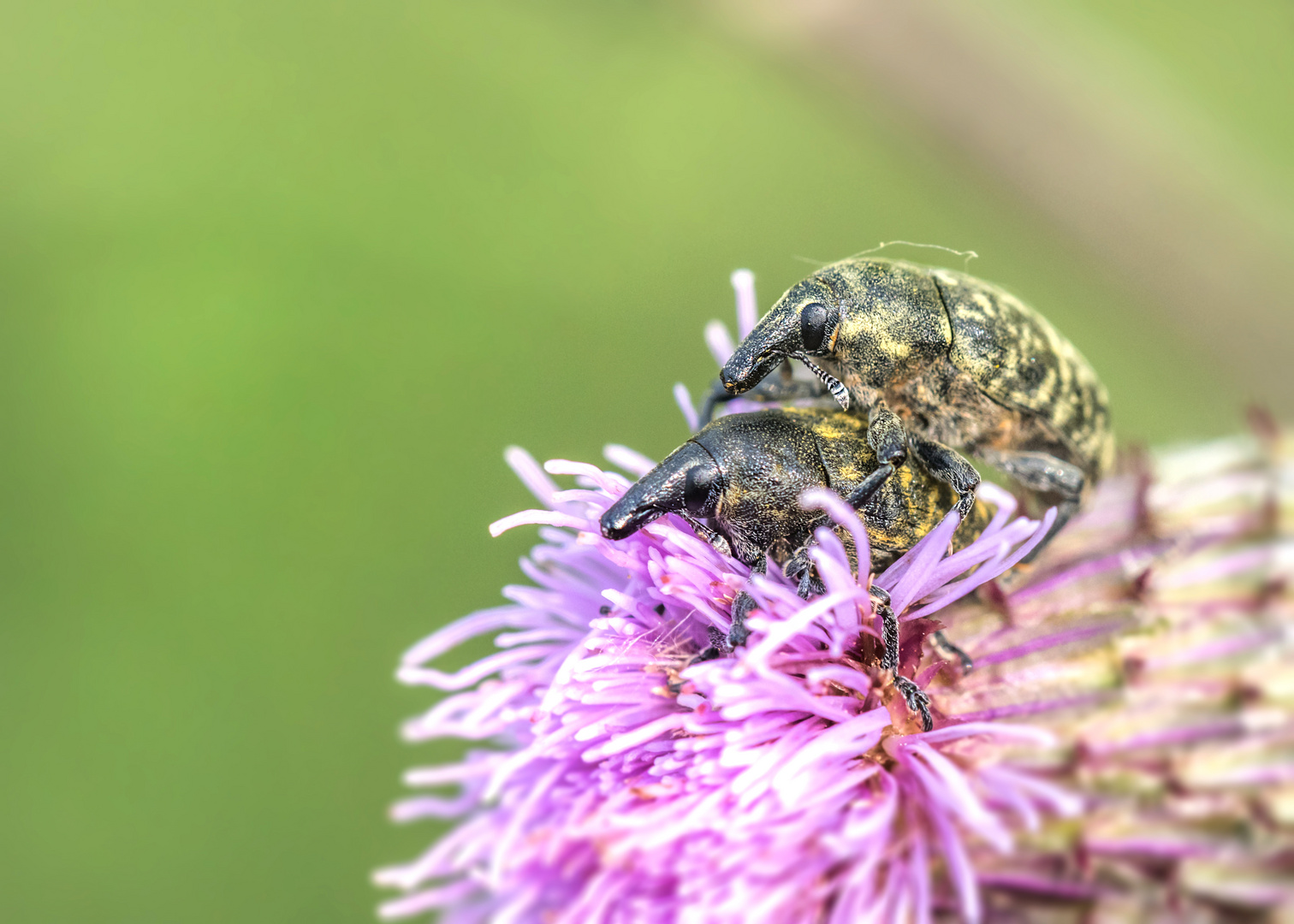  Kratzdistelrüssler (Larinus turbinatus) 