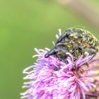  Kratzdistelrüssler (Larinus turbinatus) 