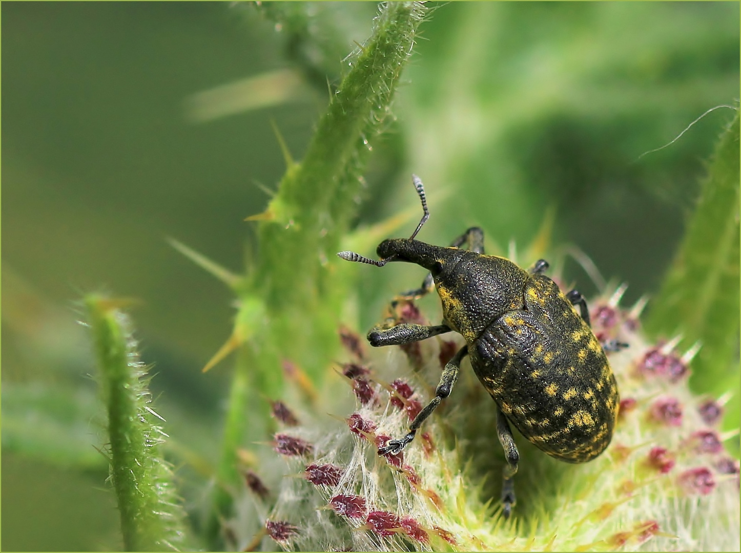 Kratzdistelrüssler (Larinus turbinatus).