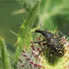 Kratzdistelrüssler (Larinus turbinatus).