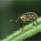 Kratzdistelrüssler (Larinus turbinatus).