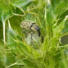 Kratzdistelrüssler (Larinus turbinatus) auf Kratzdistel