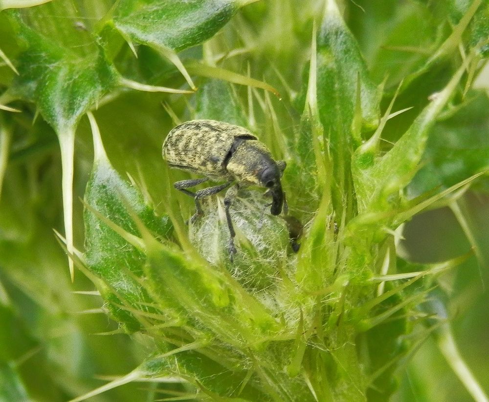 Kratzdistelrüssler (Larinus turbinatus) auf Kratzdistel