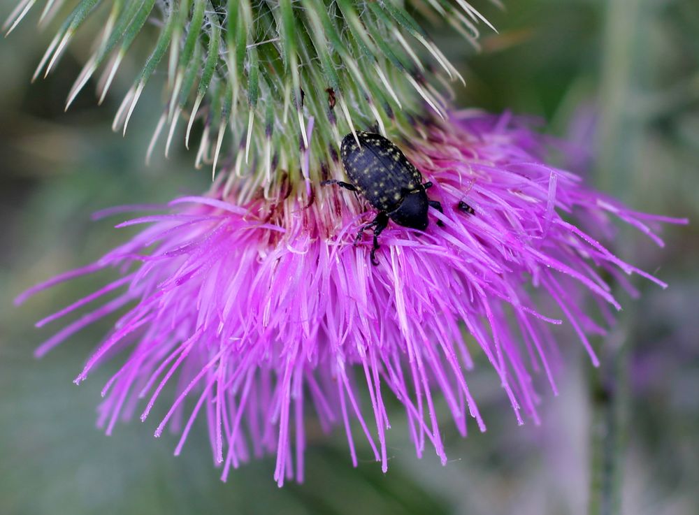 Kratzdistelrüssler (Larinus turbinatus)... Foto & Bild tiere