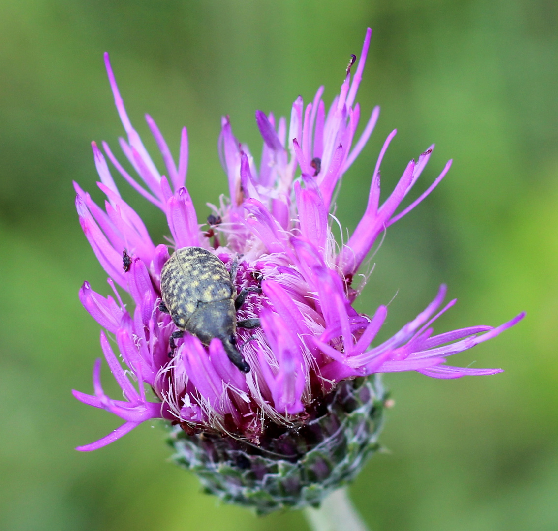 Kratzdistelrüssler (Larinus turbinatus)