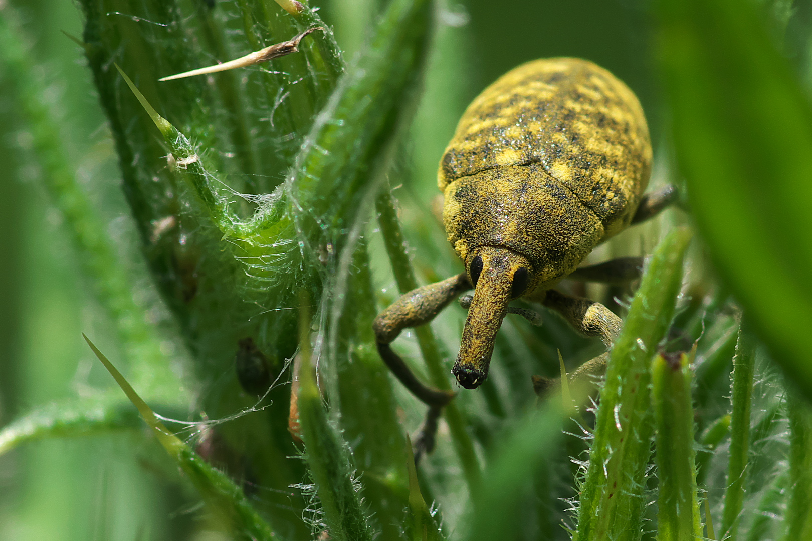 Kratzdistelrüssler (Larinus turbinatus) in Wartestellung