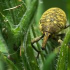 Kratzdistelrüssler (Larinus turbinatus) in Wartestellung