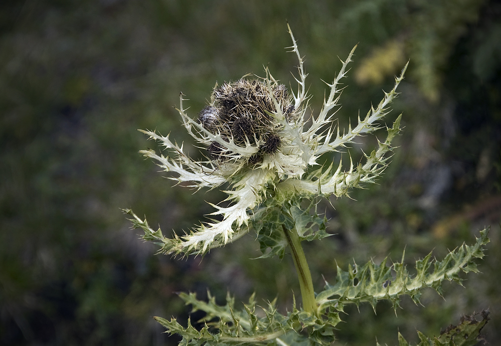 Kratzigste Kratzdistel