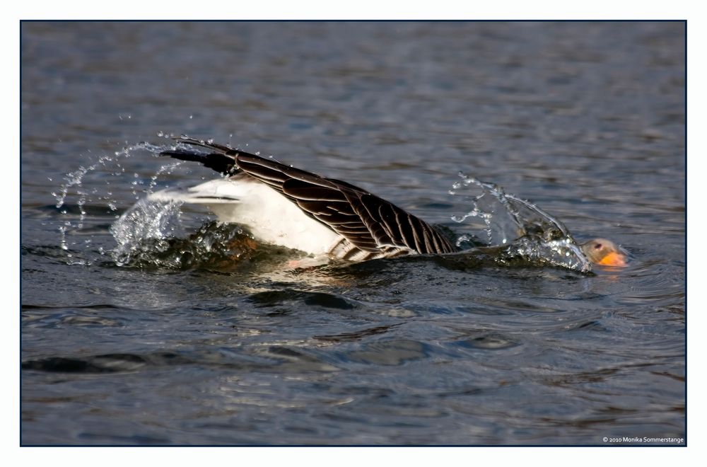 Kraulen in Seitenlage