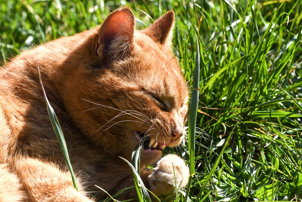 Kraulst du mich nicht, vernichte ich deinen "Rasen" Foto & Bild | tiere