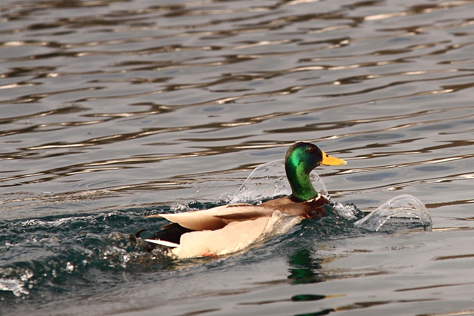 Kraulstil bei Enten?