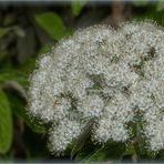 Krausblättriger Schneeball - heller