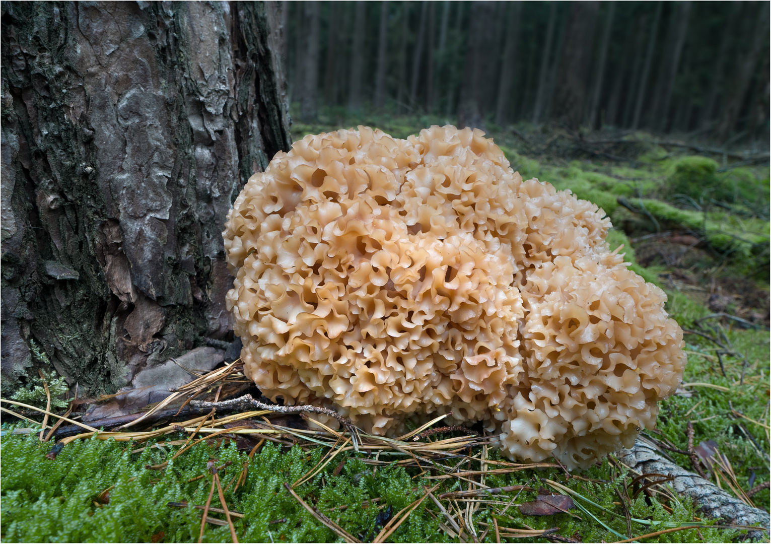 Krause Glucke Foto &amp; Bild | wald, natur, nahaufnahme Bilder auf ...