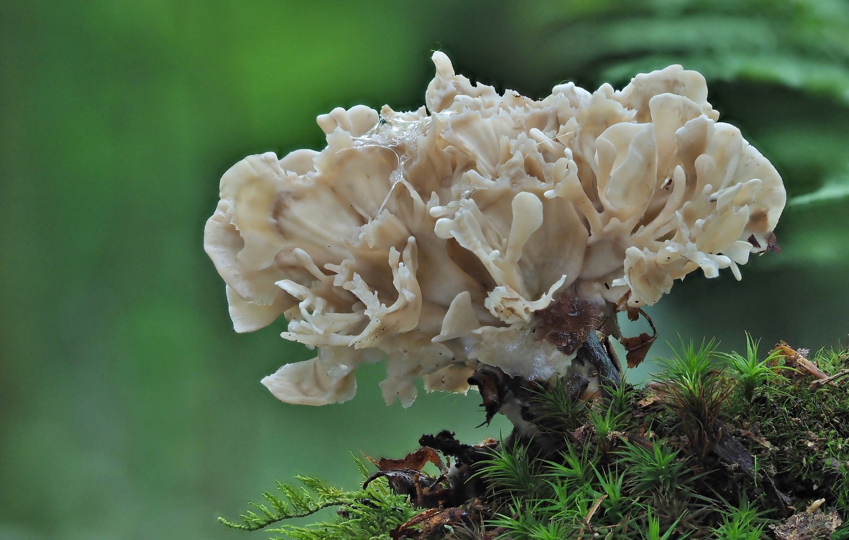 Krause Glucke Foto &amp; Bild | natur, pflanzen, pilze &amp; flechten Bilder ...