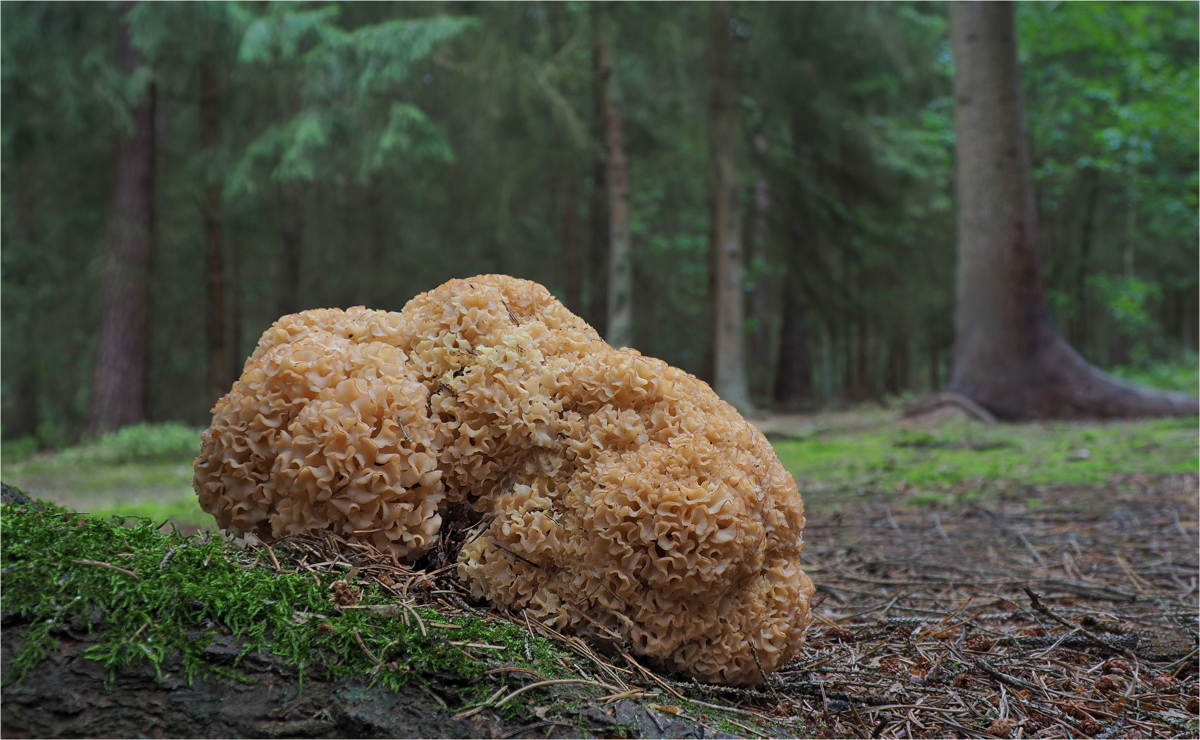 Krause Glucke Foto &amp; Bild | wald, makro, natur Bilder auf fotocommunity