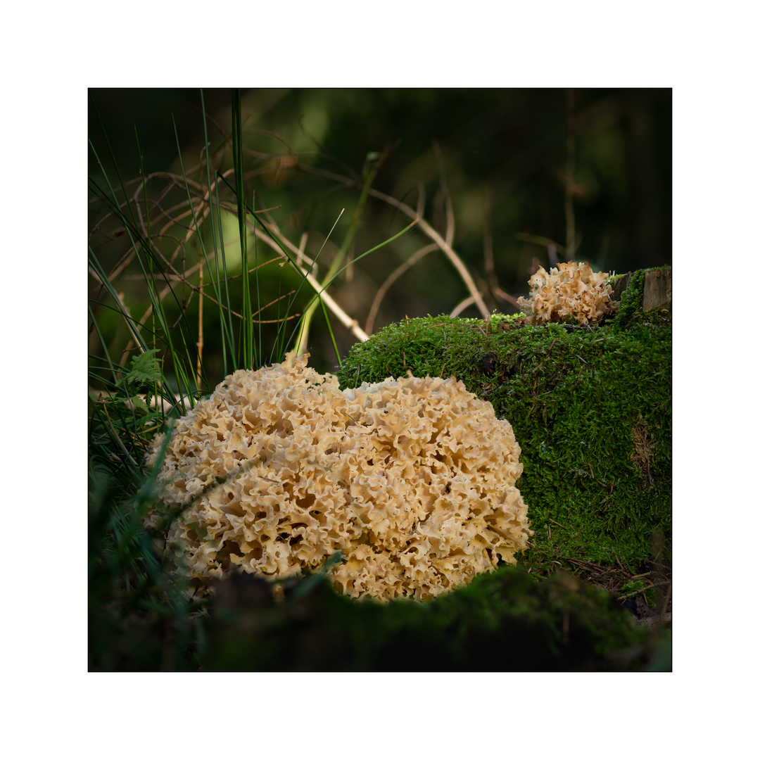 Krause Glucke Foto &amp; Bild | pflanzen, pilze &amp; flechten, pilze ...