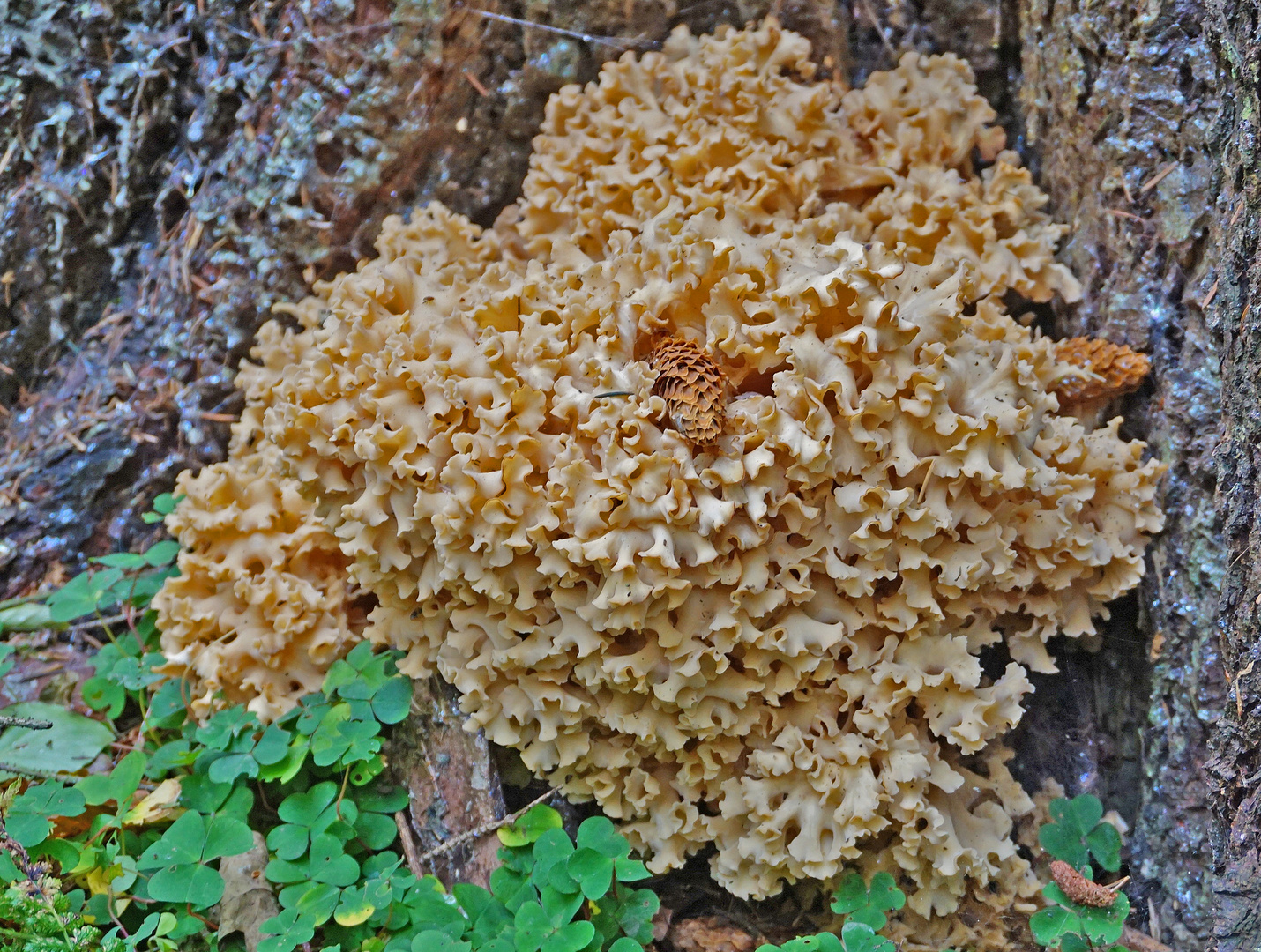 Krause Glucke Foto &amp; Bild | wald, makro, jahreszeit Bilder auf ...