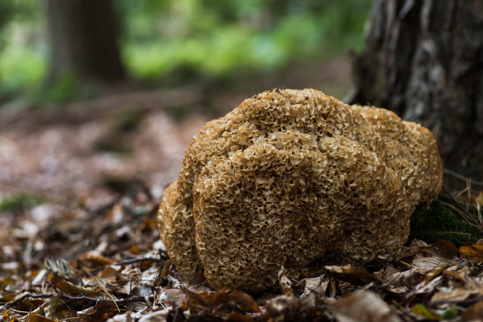 Krause Glucke Foto &amp; Bild | wald, natur, herbst Bilder auf fotocommunity